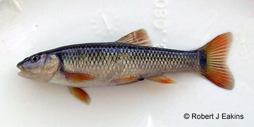 Hornyhead Chub photograph