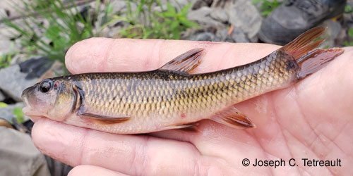 Hornyhead Chub photograph