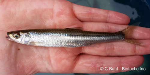 Silver Shiner photograph