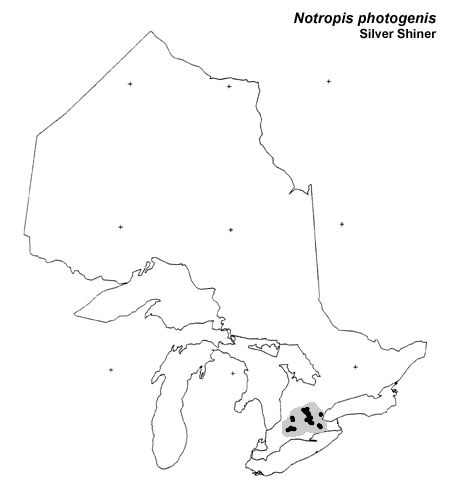 Silver Shiner range