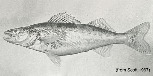 Blue Pike (blue walleye) photograph