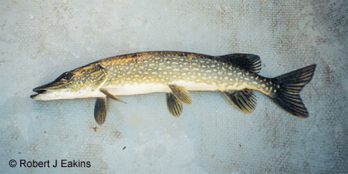 Ontario Fish Chart