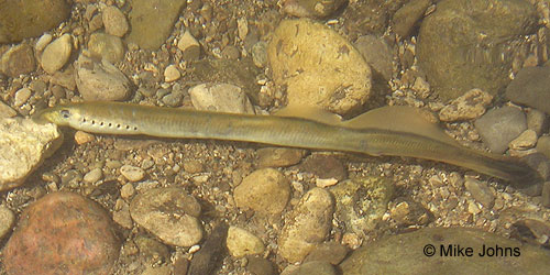 American Brook Lamprey photograph