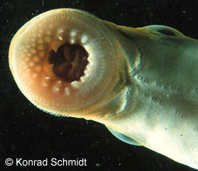 American Brook Lamprey photograph