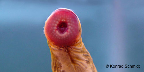 Northern Brook Lamprey photograph