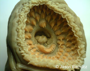 Silver Lamprey photograph