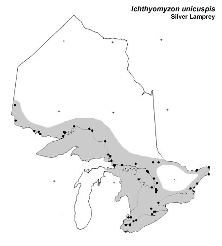 Silver Lamprey range