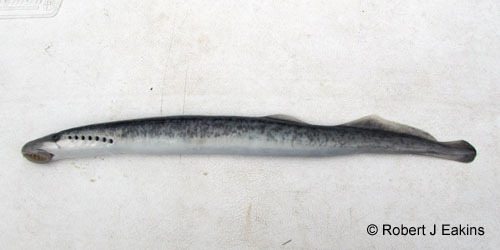 Sea Lamprey photograph