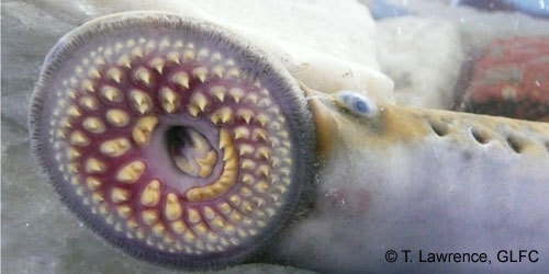 Sea Lamprey photograph