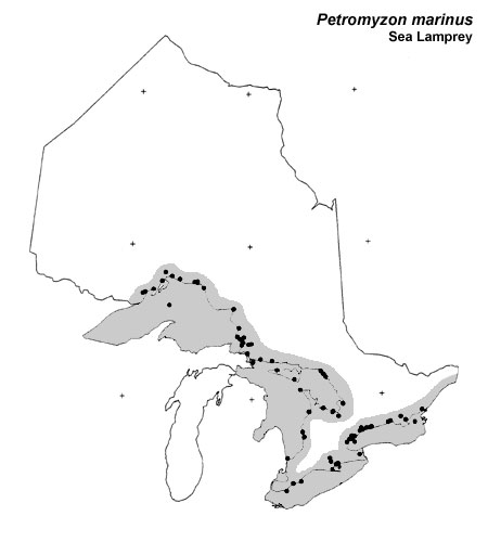 Sea Lamprey range
