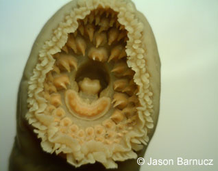 Chestnut Lamprey photograph