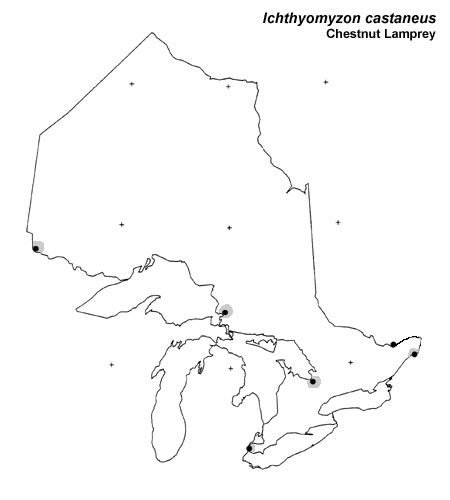 Chestnut Lamprey range