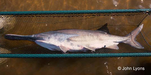 Paddlefish photograph