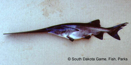 Paddlefish photograph
