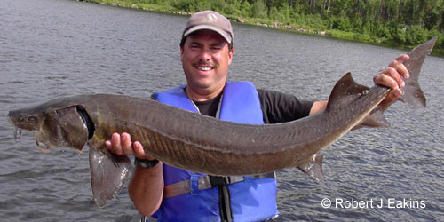 Lake Sturgeon photograph