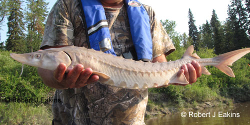 Lake Sturgeon photograph