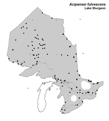 Lake Sturgeon range