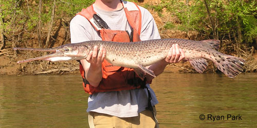 Longnose Gar photograph