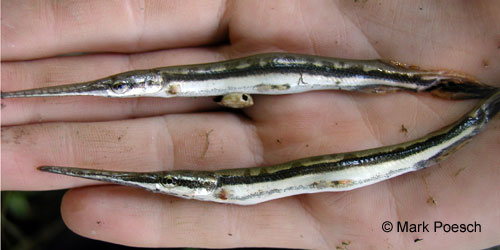 Longnose Gar photograph
