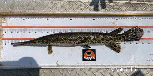 Spotted Gar photograph