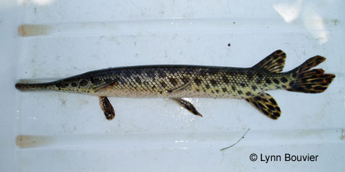 Spotted Gar photograph