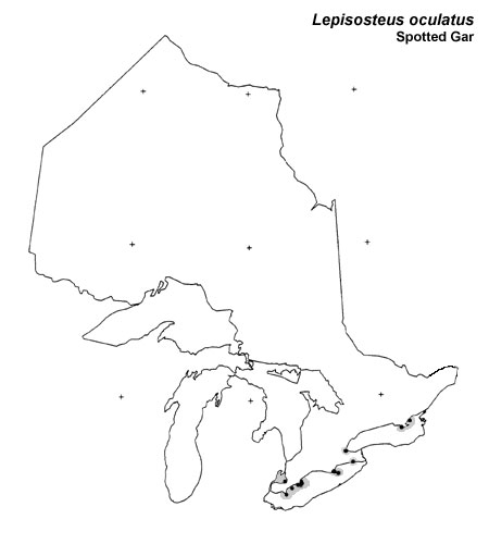 Spotted Gar range