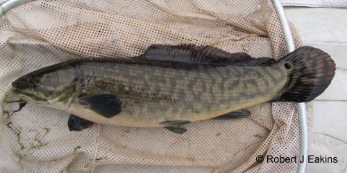 Emerald Bowfin photograph