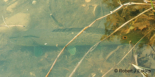 Emerald Bowfin photograph