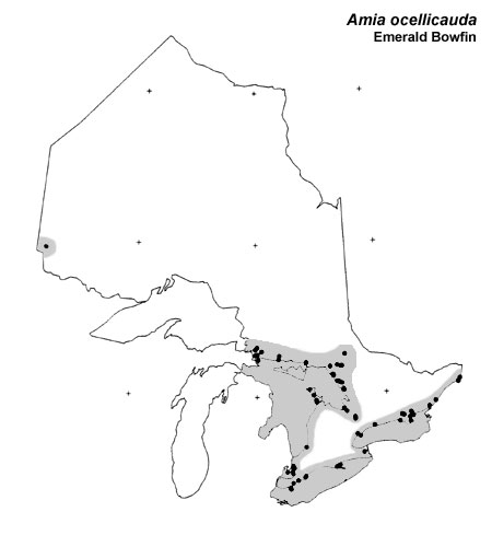 Emerald Bowfin range