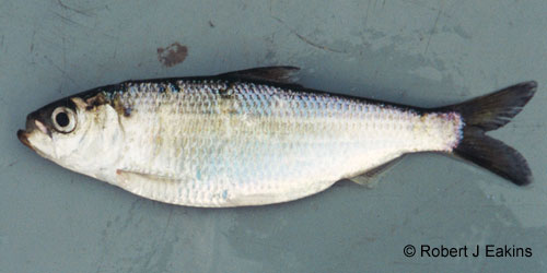 Alewife photograph