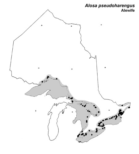 Alewife range
