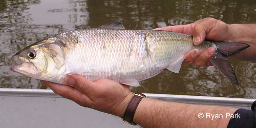 American Shad photograph