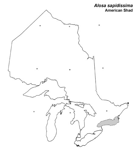 American Shad range