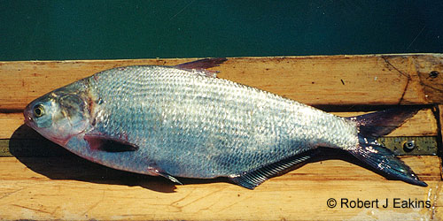 Gizzard Shad photograph