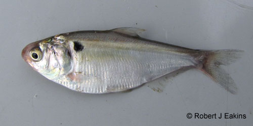 Gizzard Shad photograph