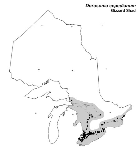 Gizzard Shad range