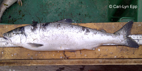 Pink Salmon photograph