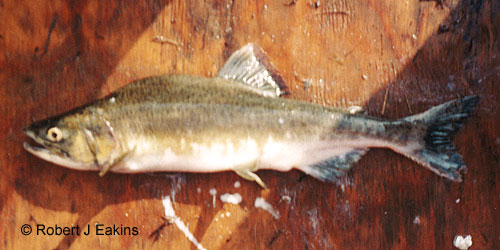 Pink Salmon photograph