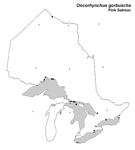Pink Salmon range