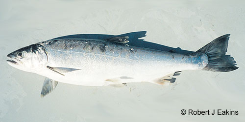 Coho Salmon photograph
