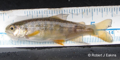 Coho Salmon photograph