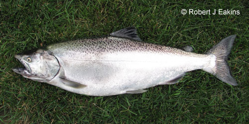 Chinook Salmon photograph