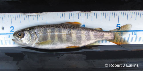 Chinook Salmon photograph