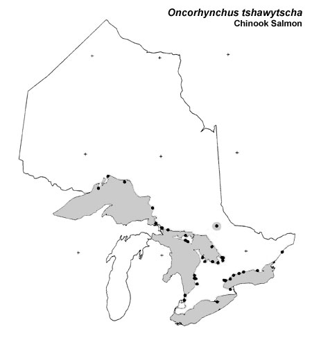 Chinook Salmon range