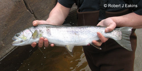 Rainbow Trout (steelhead) photograph