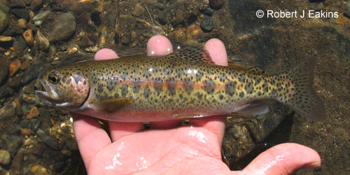 Rainbow Trout (steelhead) photograph
