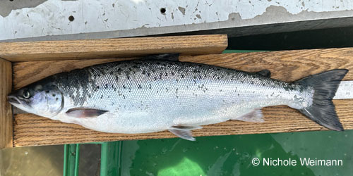 Atlantic Salmon (ouananiche) photograph