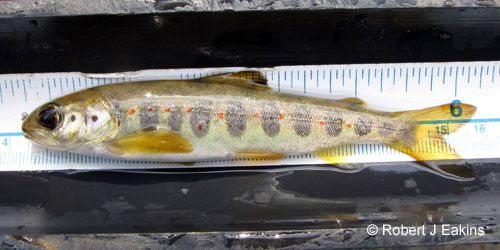 Atlantic Salmon (ouananiche) photograph