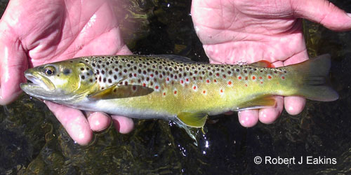 Brown Trout photograph