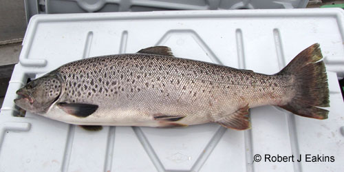 Brown Trout photograph